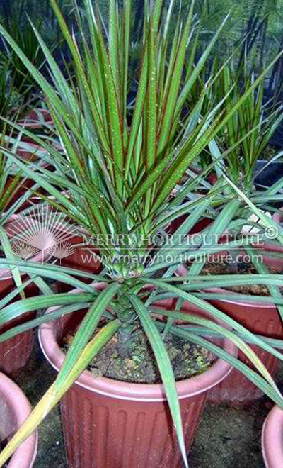 Dracaena marginata green